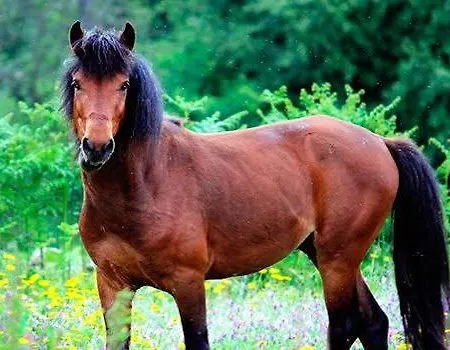 Cantinho De Lalem بيت للعطل Adrao